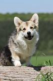 CORGI PEMBROKE 643